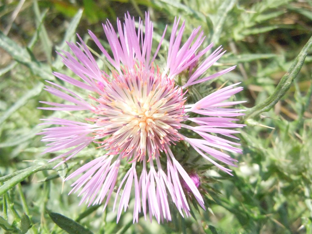 Galactites tomentosus
